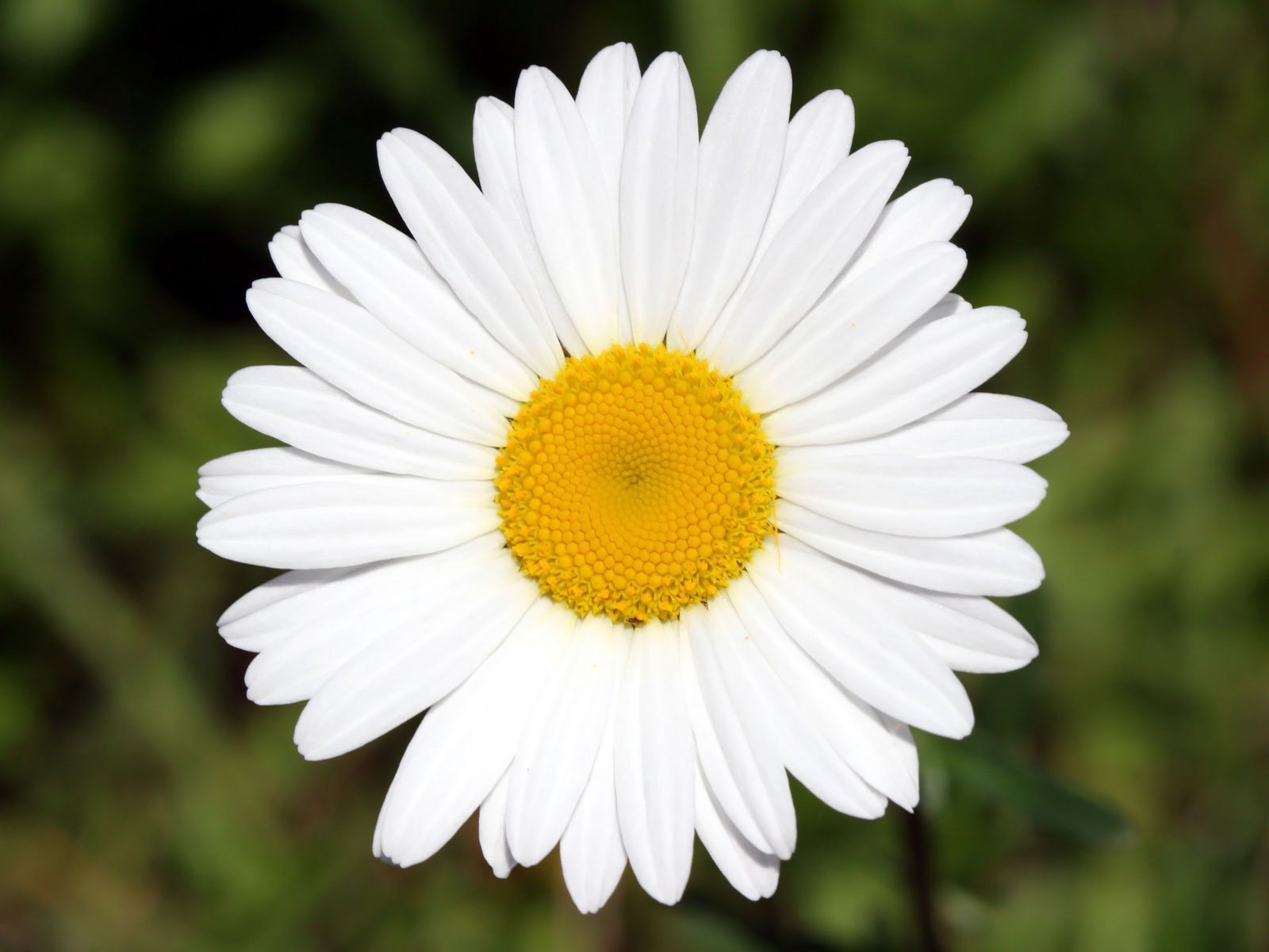 Наращивание ногтей 